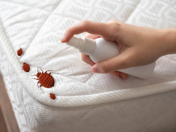 Best Flea Control Services  in Village Green, NY
